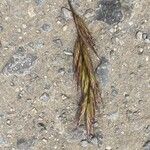 Bromus lanceolatus 葉