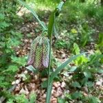 Fritillaria involucrata പുഷ്പം