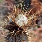 Ptilostemon casabonae Fruit