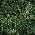 Cyperus sphacelatus Pokrój