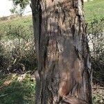 Eucalyptus parvula Corteza