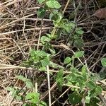 Clinopodium menthifolium Blad