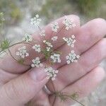 Ammoides pusilla Flower