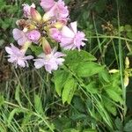 Saponaria officinalis Flower