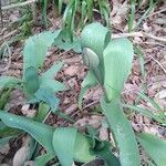 Tulipa agenensis Leaf