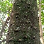 Zanthoxylum gilletii Кора