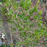 Muehlenbeckia hastulata 整株植物