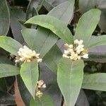 Osmanthus fragrans Flower