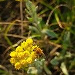 Helichrysum odoratissimum 花