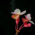 Begonia sikkimensis Хабит