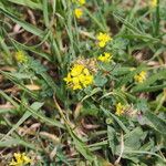 Medicago papillosa Blodyn