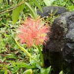 Scadoxus multiflorusКветка