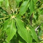 Aesculus glabra 叶