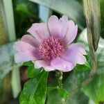 Leuenbergeria quisqueyana Flower