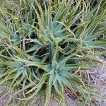 Aloe dawei 葉