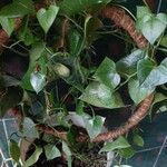 Senecio macroglossus Hoja