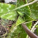 Aloe maculata পাতা