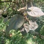 Dombeya reclinata Leaf