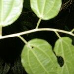 Lunania mexicana