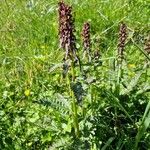 Pedicularis recutitaFlors