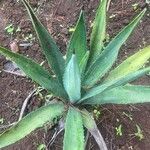 Agave americanaपत्ता