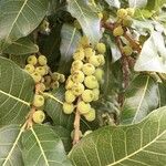 Ficus ingens Фрукт