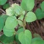 Fuchsia procumbens List