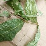 Rinorea neglecta Leaf