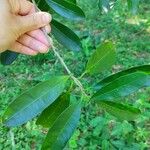 Chrysophyllum gonocarpum Leaf