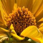 Heliopsis helianthoides Flor