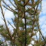 Larix kaempferi Hábito