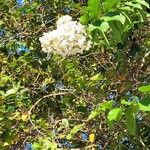 Lagerstroemia speciosa Žiedas