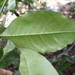 Trichilia prieuriana Feuille