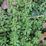 Galium verrucosum पत्ता