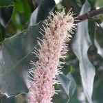 Macadamia integrifolia Flor