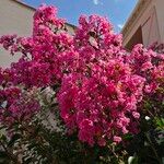 Lagerstroemia indica ᱵᱟᱦᱟ