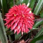 Aechmea magdalenae Плід