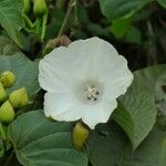 Merremia peltata Flower