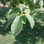 Ehretia dicksonii Hoja