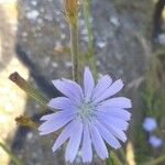 Cichorium intybus Flor