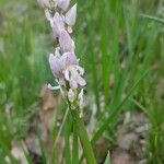 Orchis militarisBlomst