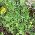 Tanacetum vulgare Leaf