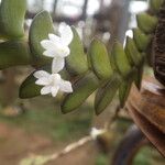 Angraecum aporoides Blomma