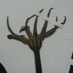 Kutchubaea insignis Other
