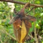 Cochlospermum regium Fruit