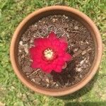 Gymnocalycium baldianum 花