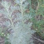 Artemisia absinthiumLeaf