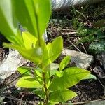 Erythroxylum coca Leaf