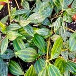 Peperomia quadrangularis Leht