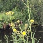 Sonchus palustris Květ